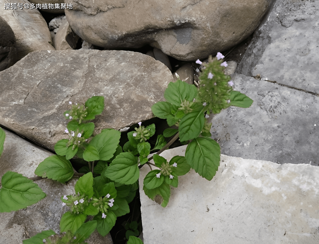 村里老人叫它"肾衰草",酷似薄荷,是珍贵货,如今不