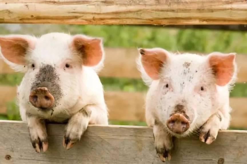 穷富有命,创造在人:71年(猪猪人)的后10年,生活总算可以大笑_属猪