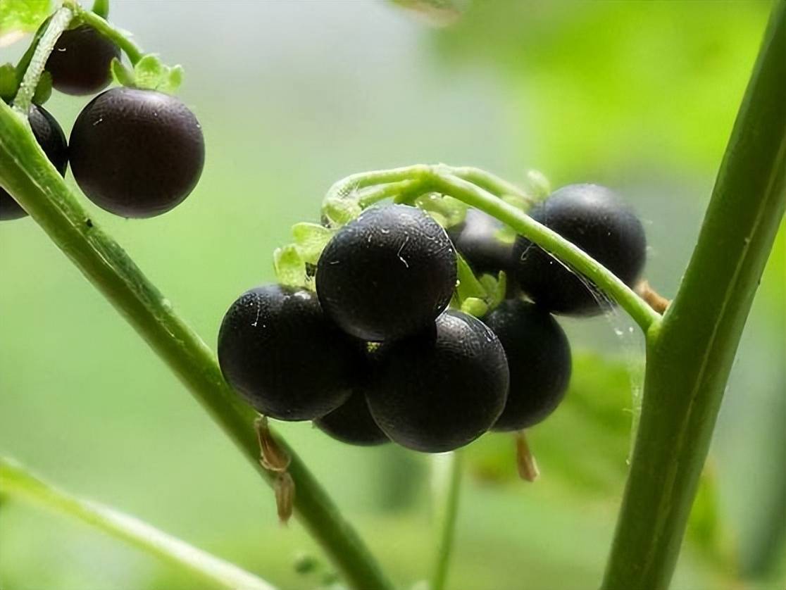 农村的"黑果子",曾以为是无用杂草,没想到"解毒"效果如此好_食用_果实