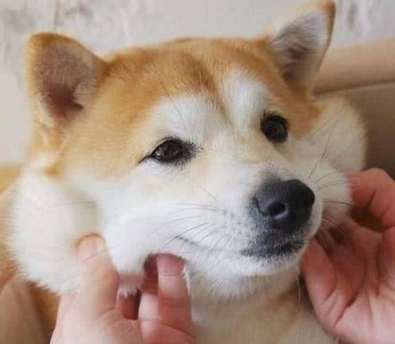 狗头_生活_行为