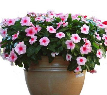 长春花,好养,好看,好繁殖,一不小心就爆盆_温度_开花_花籽