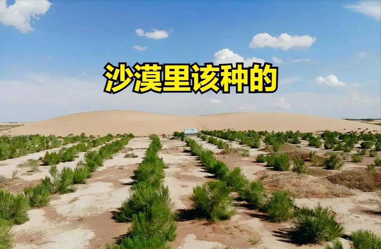 孙国友沙漠植树就是真英雄?哭喊就有理?下跪一定真冤?