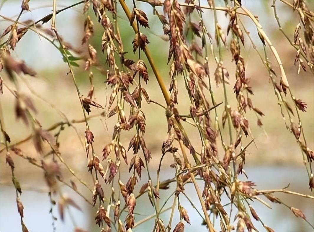 农村称它"凤凰之食",长相似大米,150元一斤,农民却