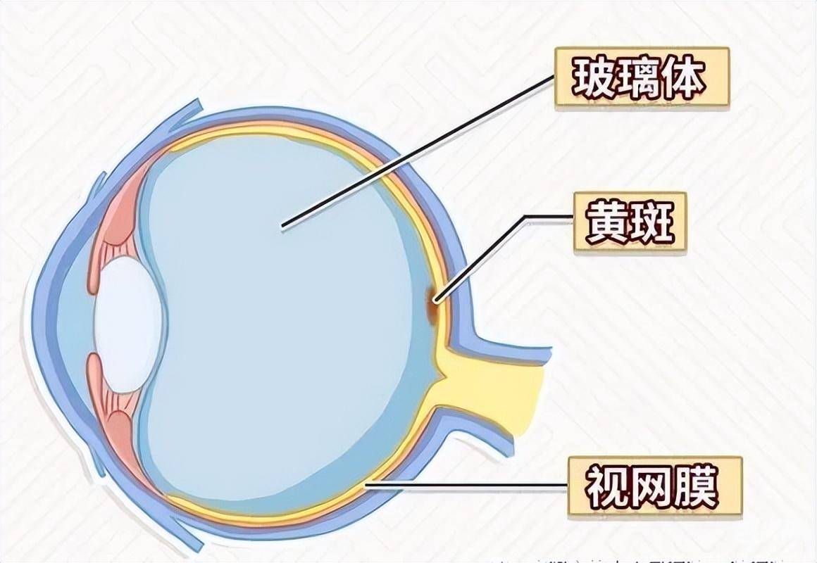 视网膜10层图片