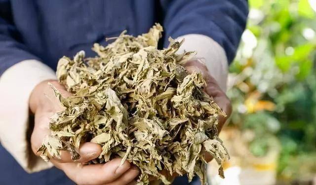 现在用艾叶煮水洗头,不到一个月,3大好处主动找上你!_消炎_效果_女性