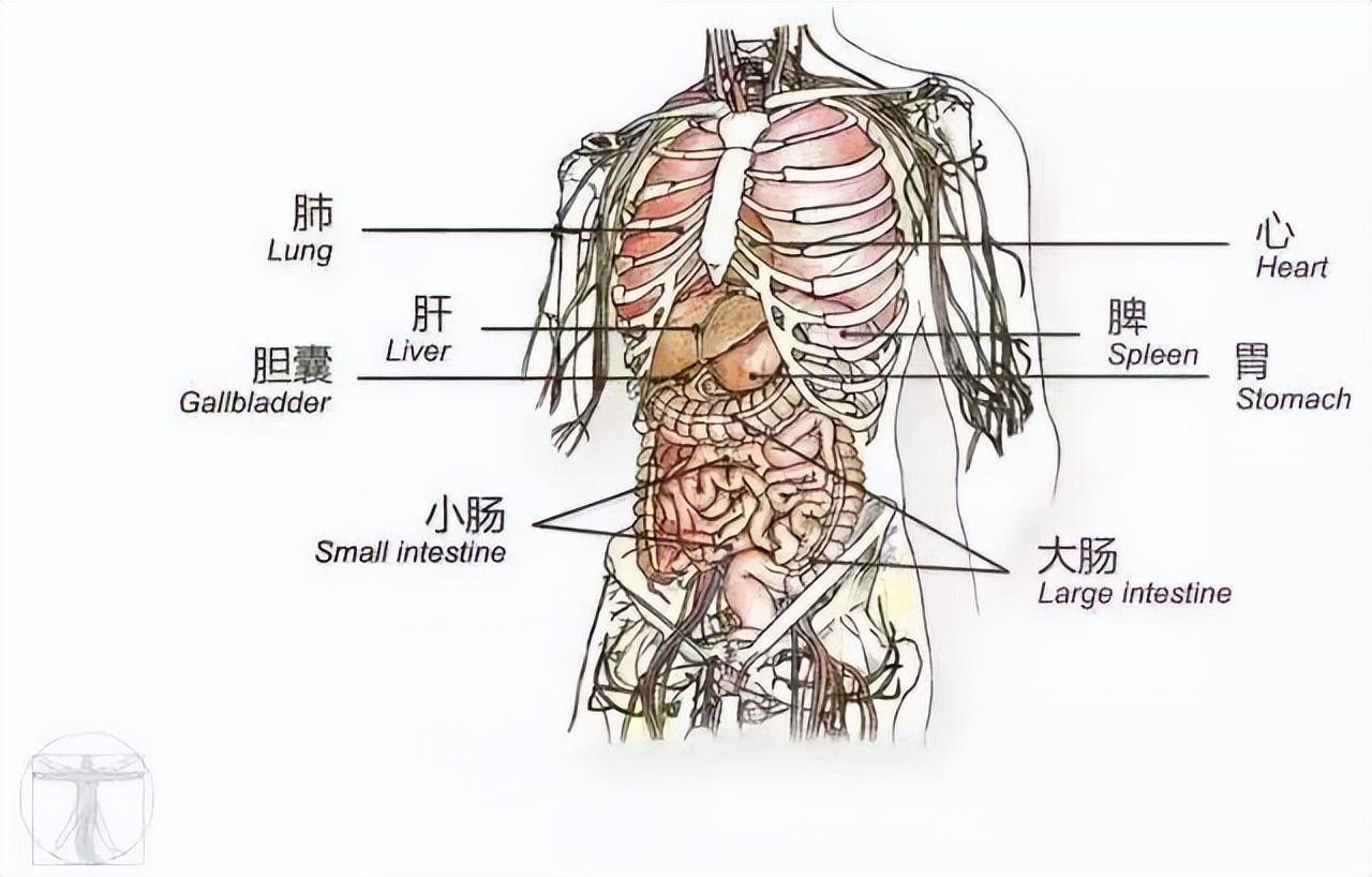 原来肚脐眼连的根本不是肠子!涨知识了_位置_身体_脐带