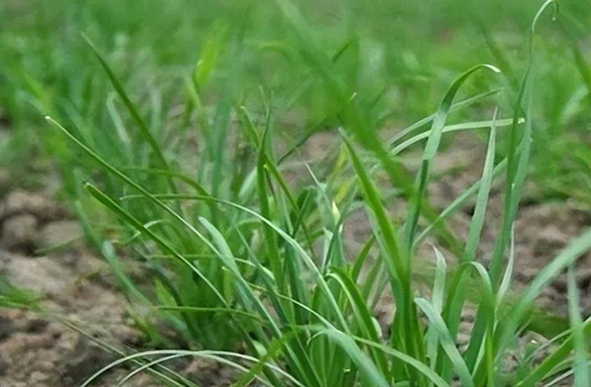 如何防治韭菜倒伏_密度_植株_品种