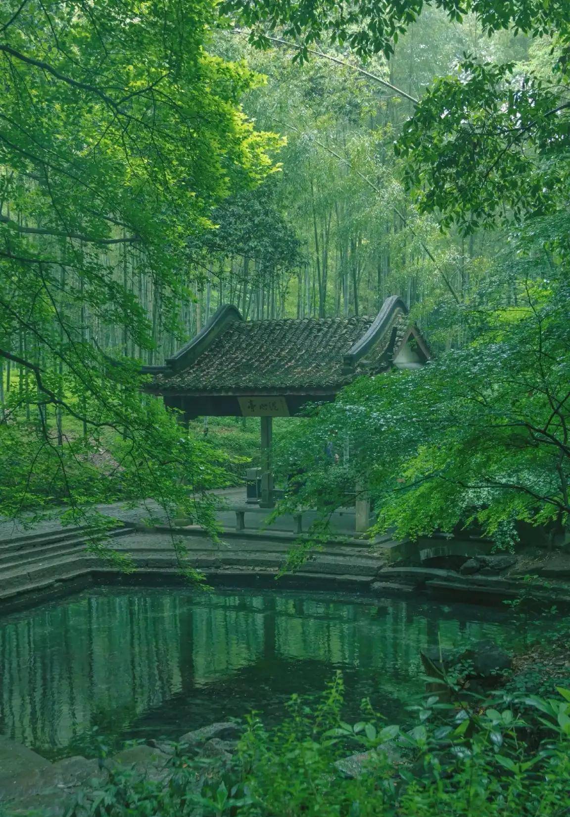 竹林雨季图片图片