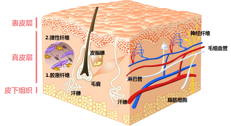 万黛摩颜知识小课堂——《正确认识皮肤》_肤色_皮脂腺_毛孔