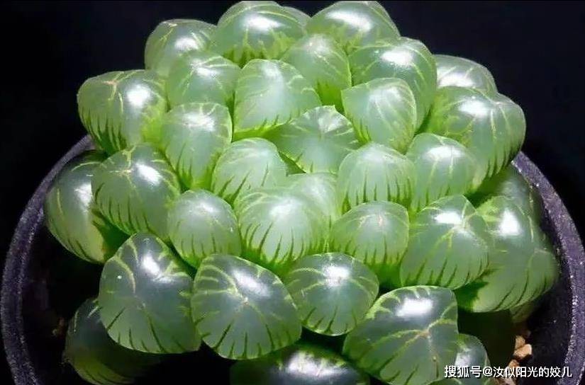 十二生肖生肖花第三篇-猴鸡狗猪_蓬莱_绿色植物_叶子