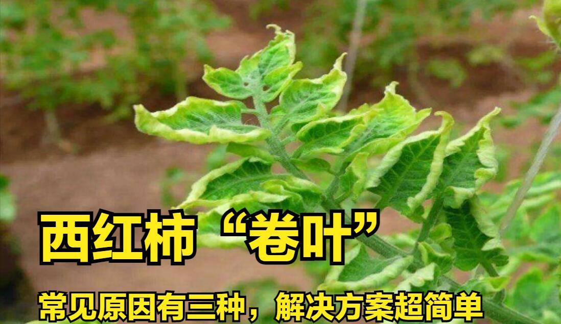 番茄摘心打叶技术图解图片