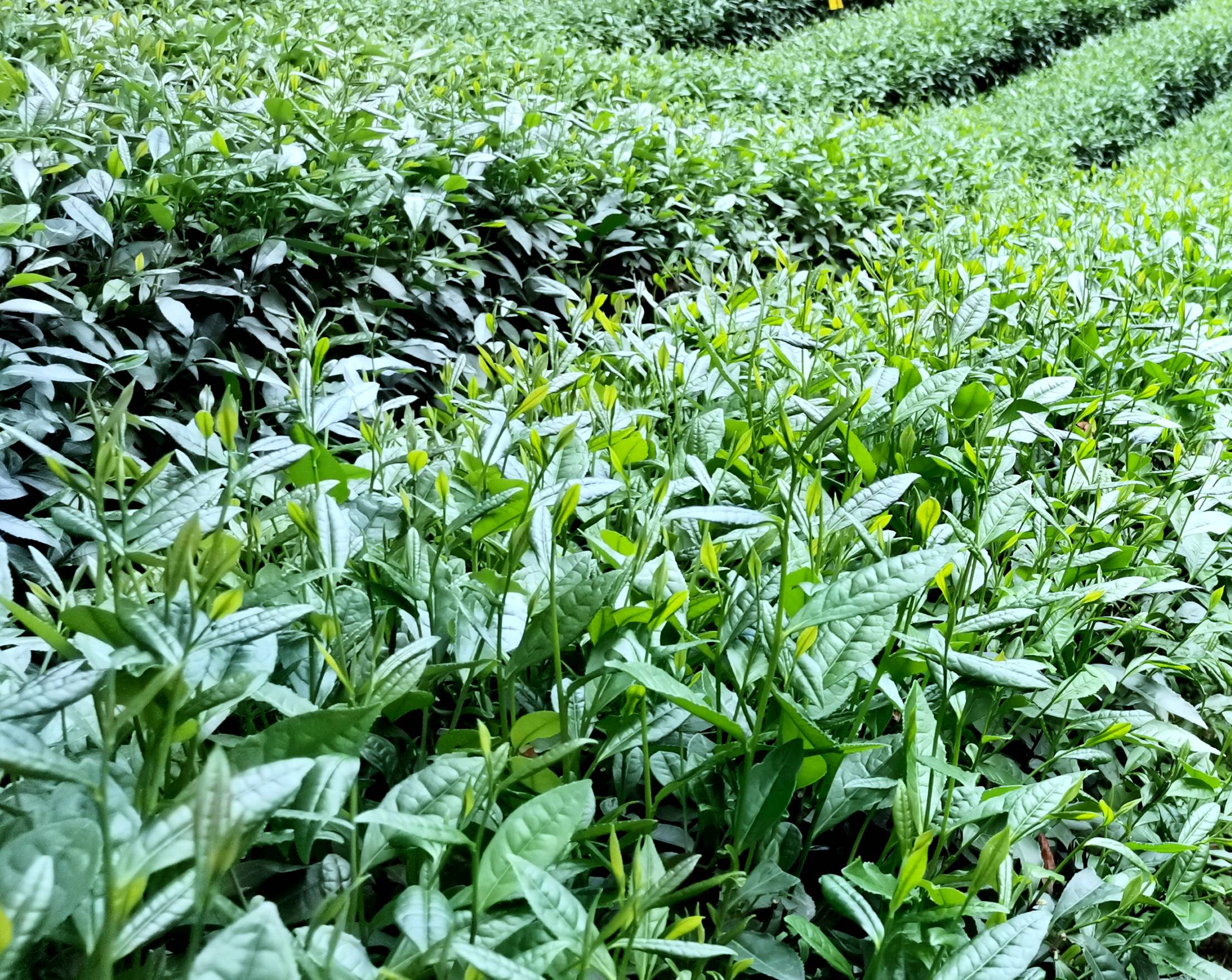 首届"绿茶文化节"请你来喝一杯"平武绿茶"_龙州_茶叶_茶园