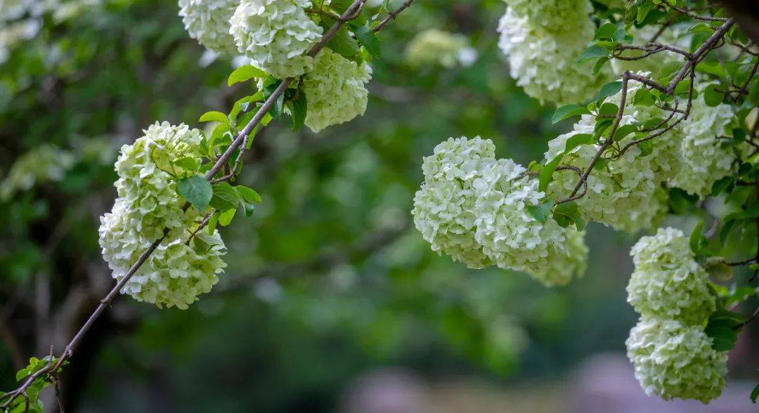 牡丹花水（牡丹花泡茶喝） 第11张