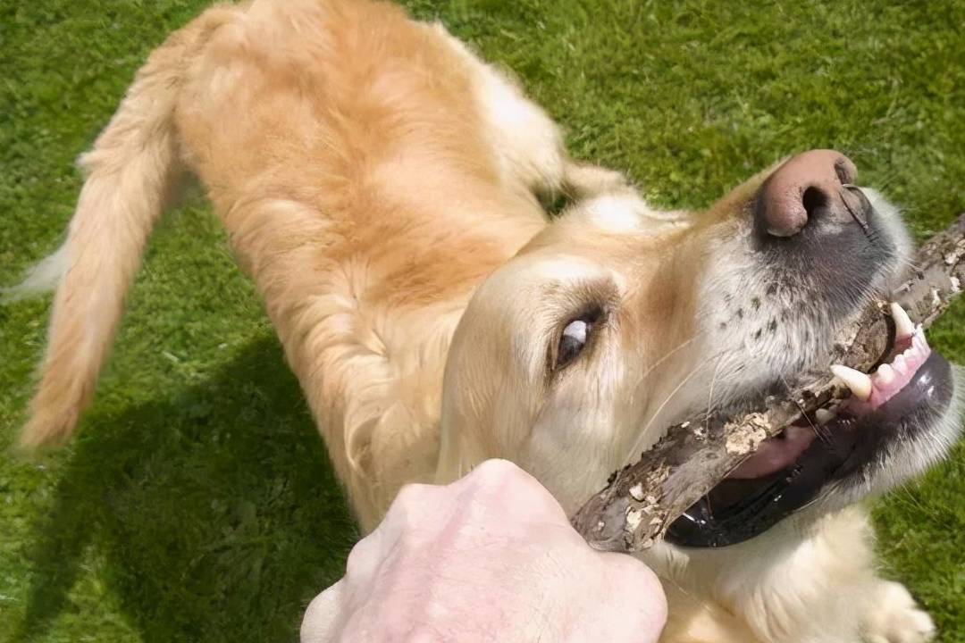 遇到惡犬咬人,用這幾招真的很有效_狗狗_時候_訓練