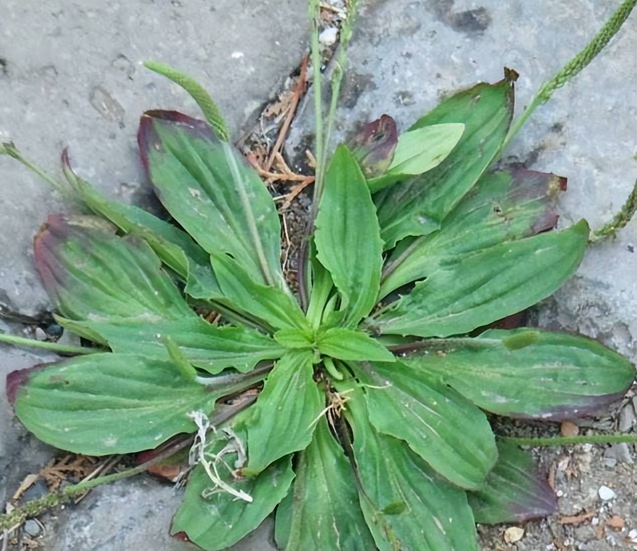 农村人称"尿床草",过去穷苦人用来充饥,如今晒干了5元一斤_野草_时候