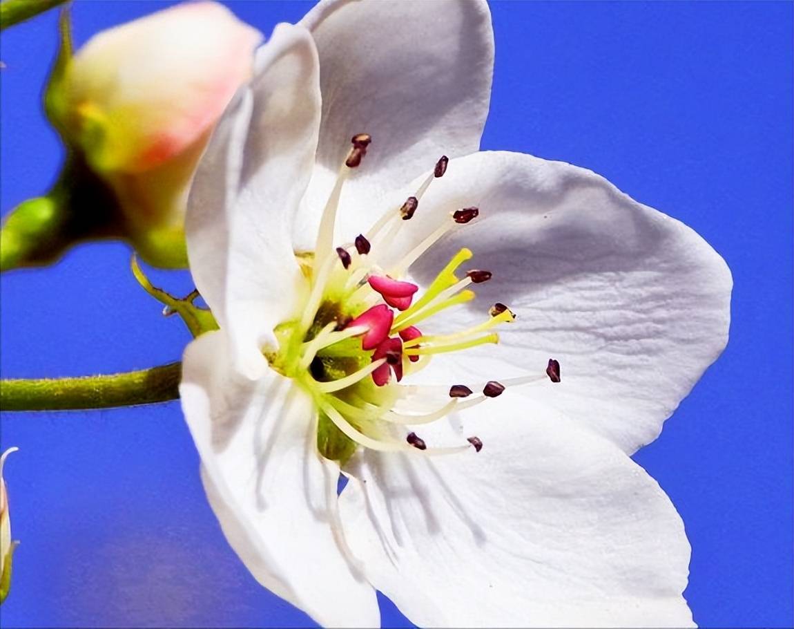 又是一年梨花开_花瓣_花蕊_狂风
