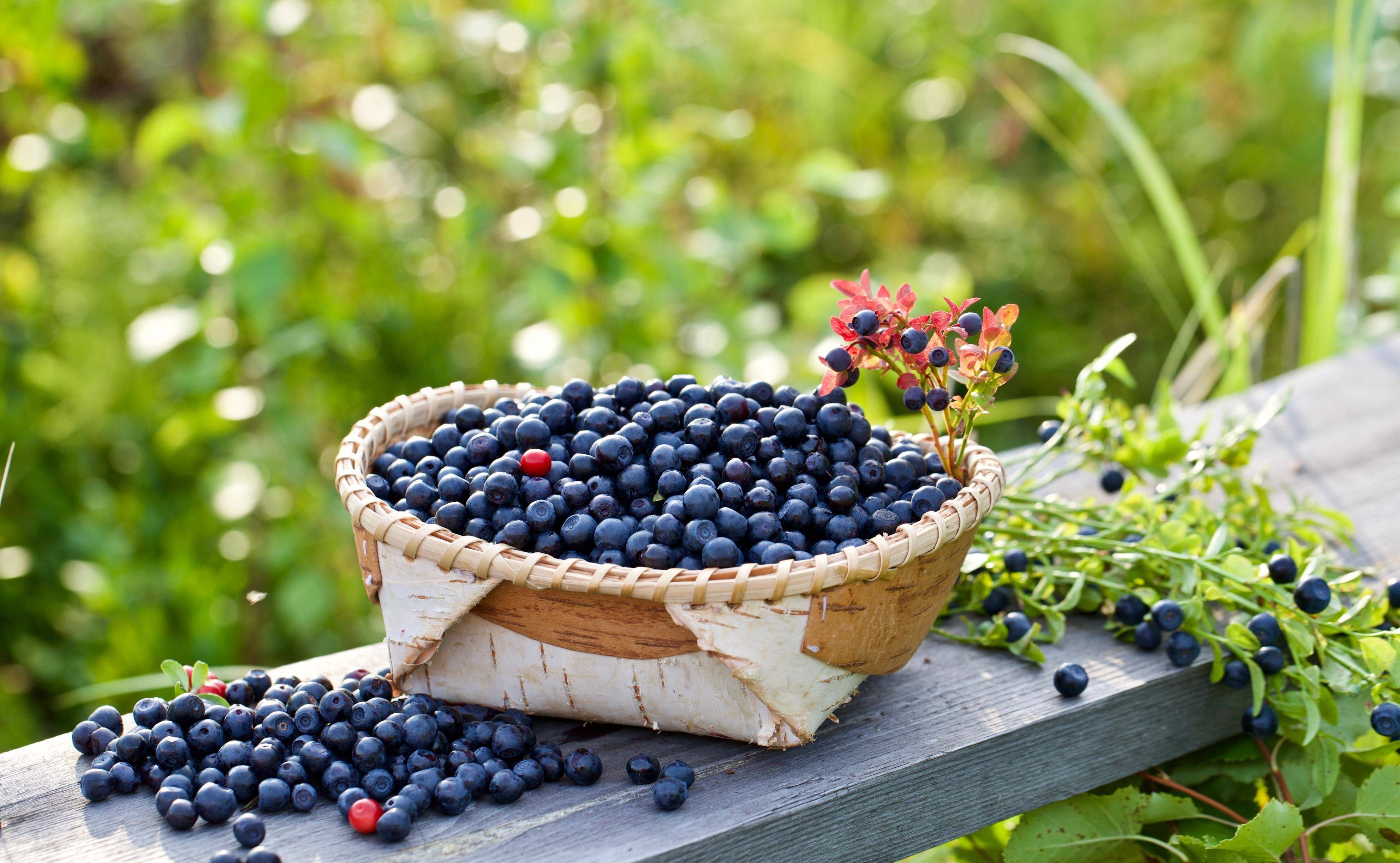 芬兰,瑞典为主的北欧地区生长的单生或对生的越橘黑果颜色比蓝莓深,呈