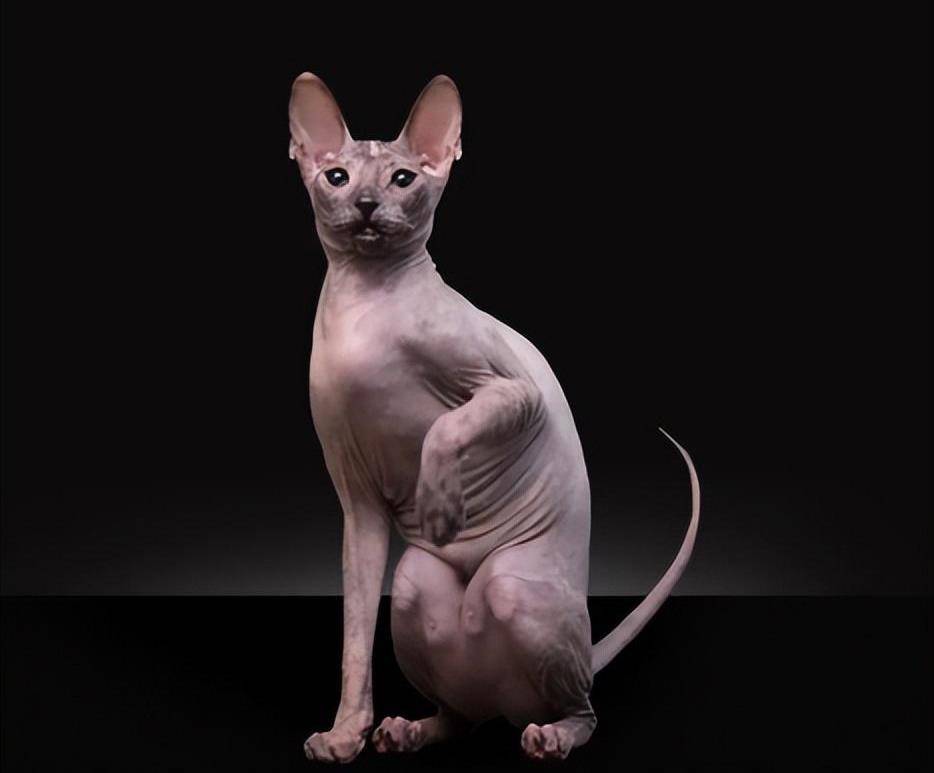 顿时科伊猫和彼得秃猫虽然都源于俄罗斯,但顿斯科伊猫的脸型要比彼得