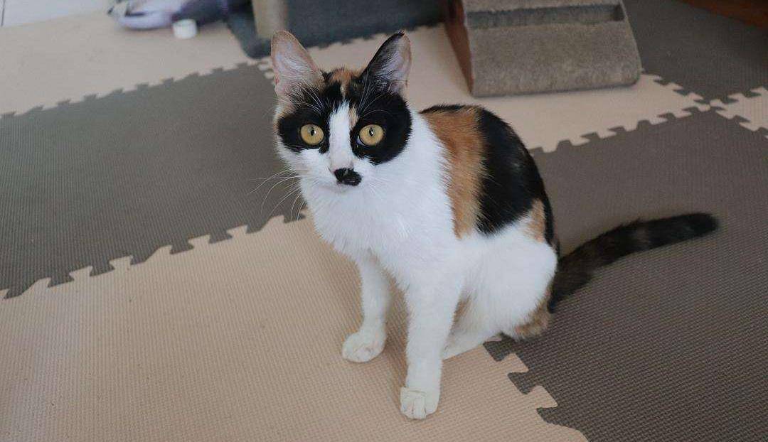同样是猫咪，为何三花猫的弃养率那么高？_搜狐网