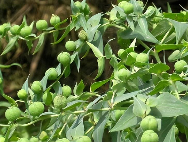 农村这野草,汁液有毒,果实却很珍贵,被称为"千金子",认识吗_种子_草本