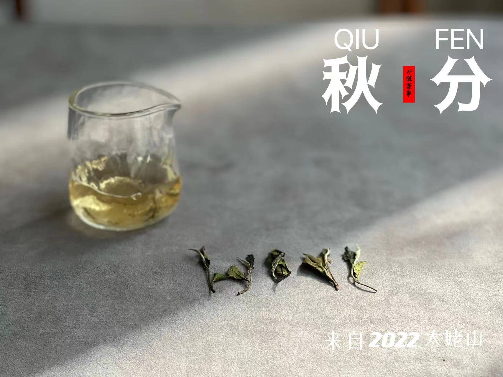 寿眉是什么茶（收藏白茶，为何老茶客更喜欢寿眉）