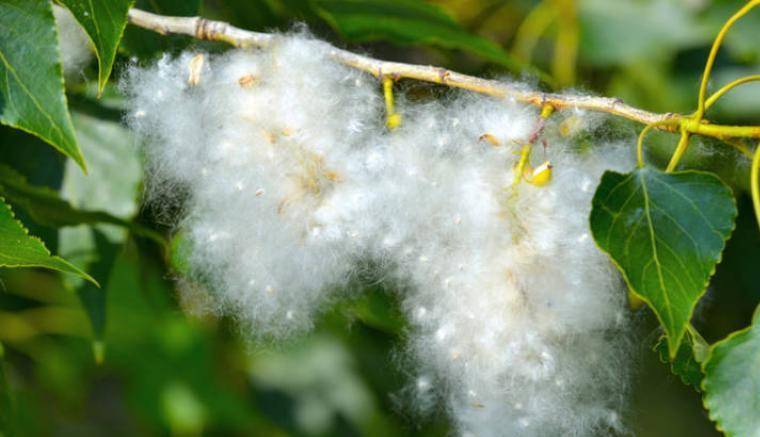 柳杨絮飞引众怒!屡屡引发火灾!该如何从不砍树前提下治理?