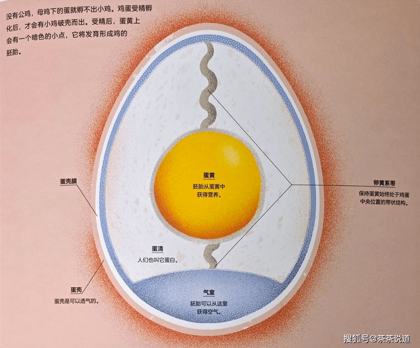 小鸡是如何从鸡蛋里孵化出来的?这样给孩子做科普,清楚又轻松!