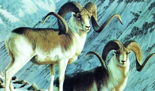 生肖羊:11月4日记得留意一个人,他是你未来最大的贵人_工作_生活_联络