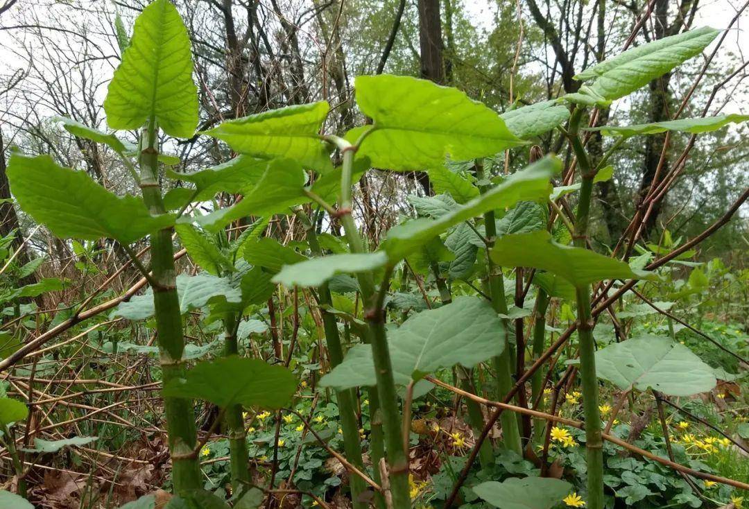很像竹子,再加上它茎上还有很多花斑,因为很多地区有"花斑竹"的叫法