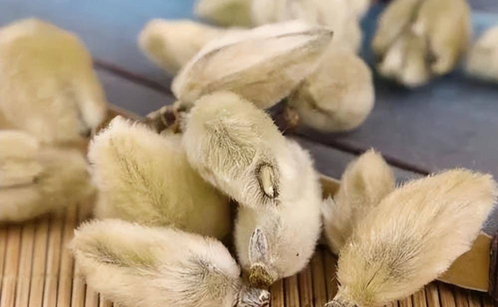 药苑趣谈辛荑—通鼻窍良药来自玉兰花蕾_辛夷花_祛除风寒_老人