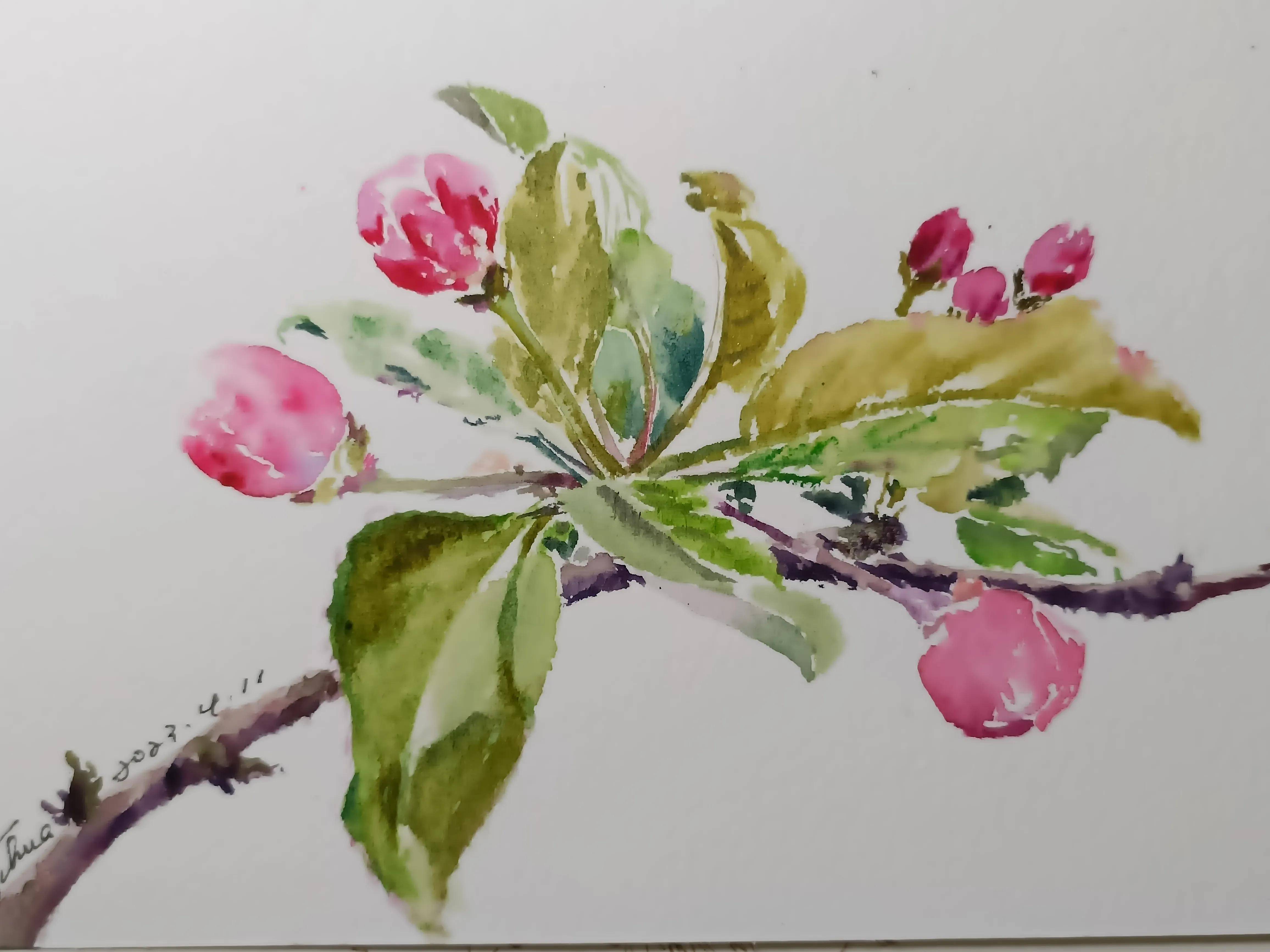 类别:水彩画作者:怡华手绘作品:海棠水彩画,色彩作品分享