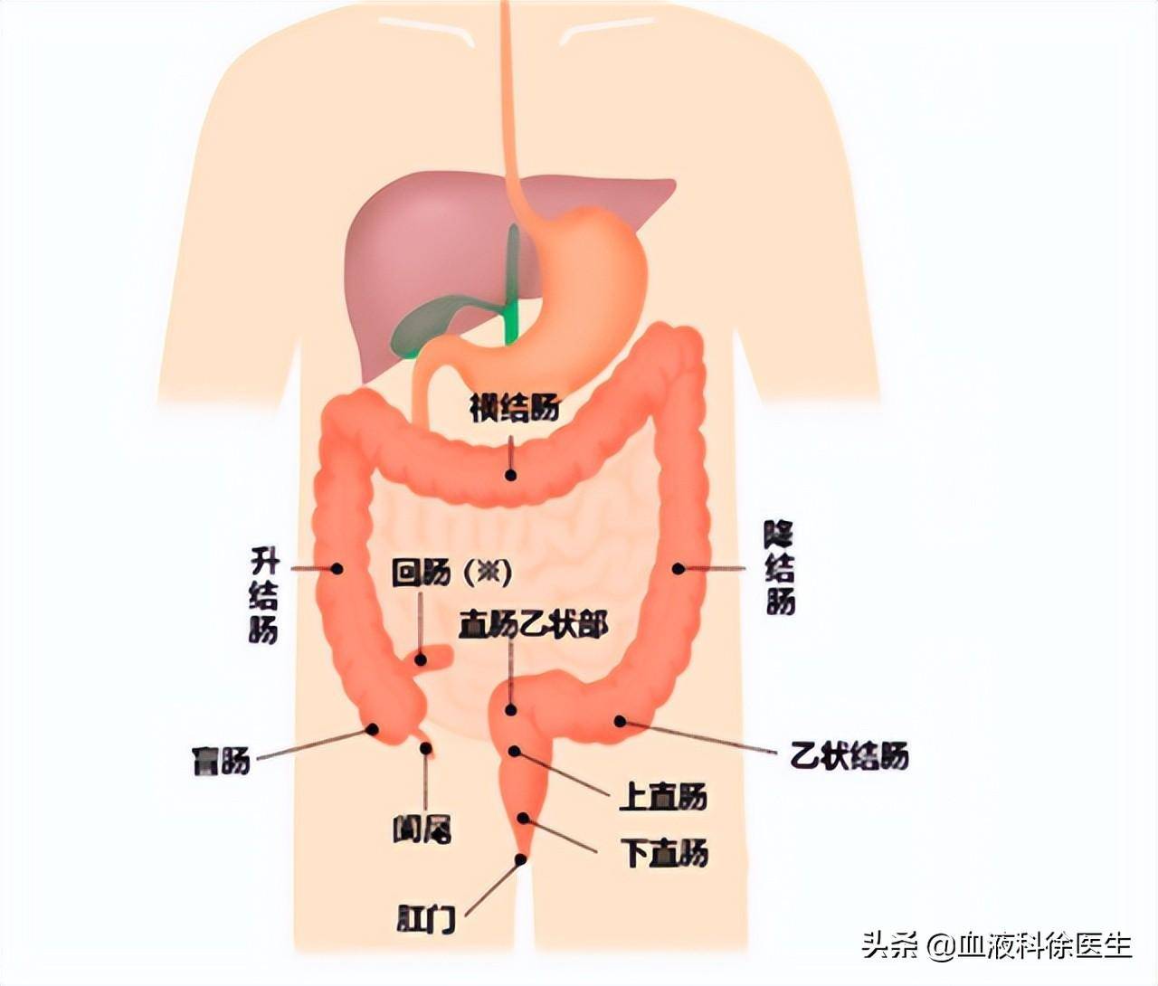 直肠病的发生率占整个大肠的40%,若再加上乙状结肠则占60%左右,升结肠