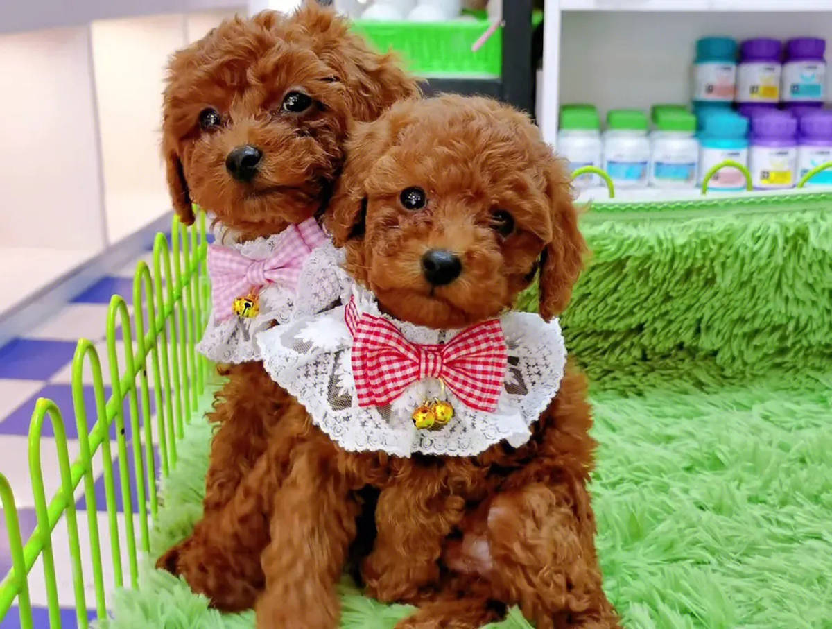 最后贵宾犬是一种非常聪明,可爱的小型犬,在过去备受人们的喜欢和青睐