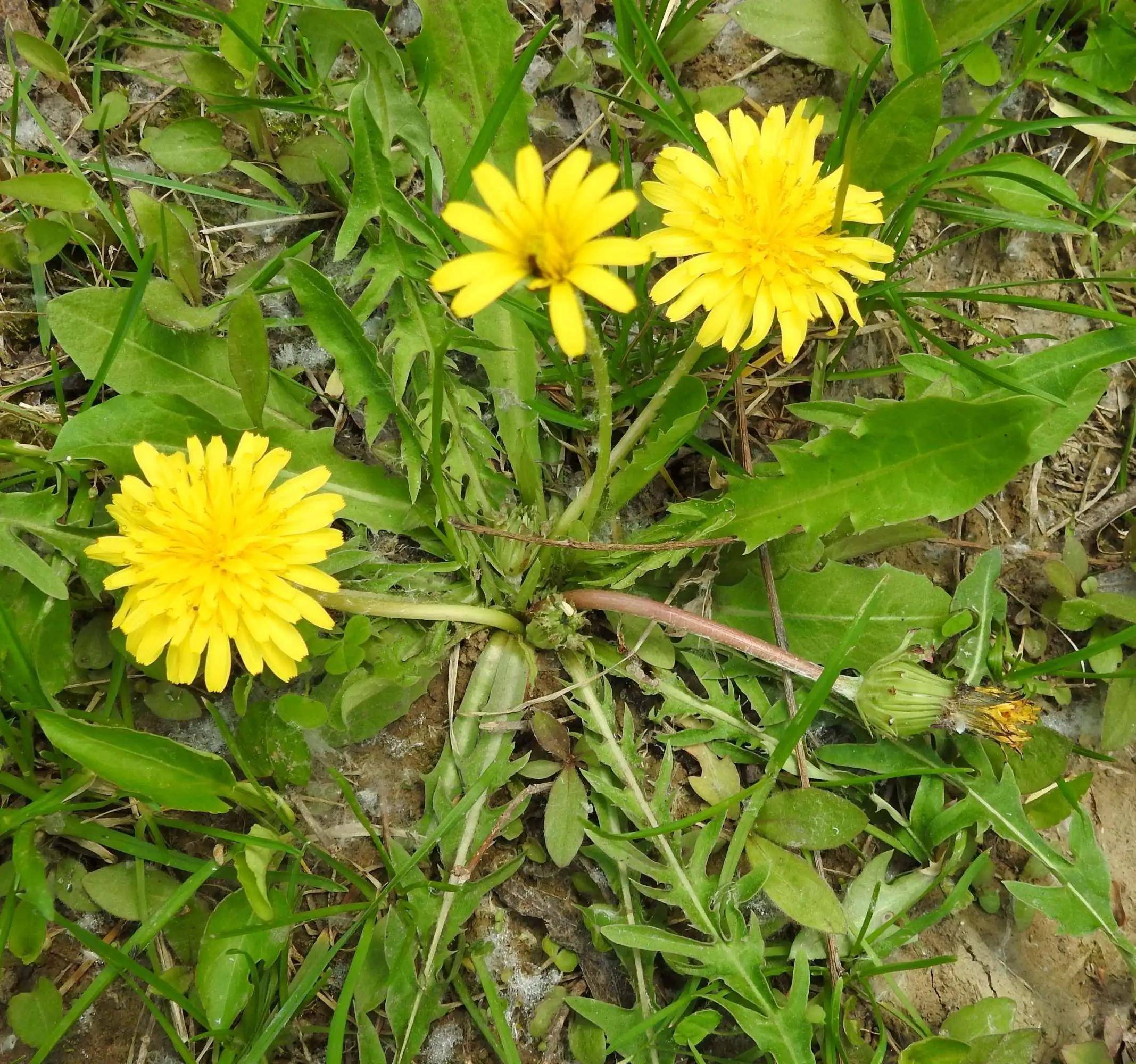 野生牛皮茶植物啥样的图片