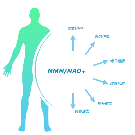 探索未知领域:了解nmn与nad 的关系_细胞_反应_人体