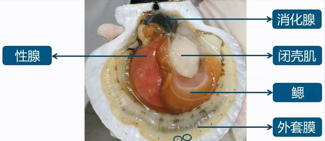 一般都有块肉柱子,肉很紧实,用嘴比较难啃下来,这就是贝类的闭壳肌,它
