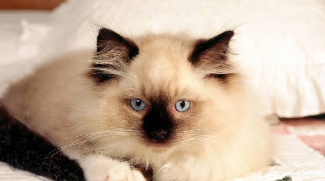 猫每个月都要做体内外驱虫吗