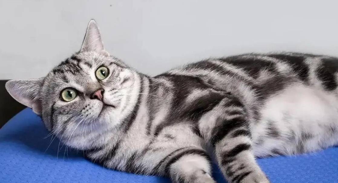 猫的寿命有多长?为何很少有人看到猫自然老死?_死亡_养猫_动物