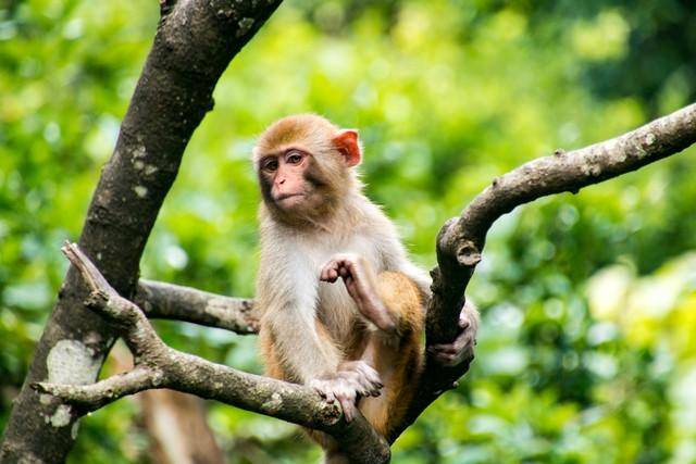 因为书中交待了孙悟空有素袋,并且跟孙悟空长一样的六耳猕猴是一只