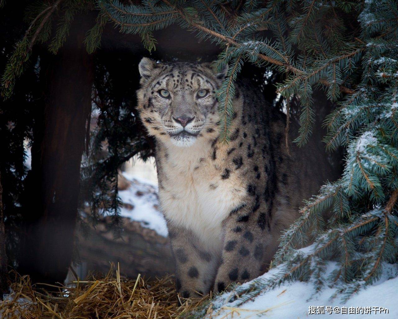 美丽而致命:摄影师镜头下最真实的雪豹_猎物_皮毛_爪子