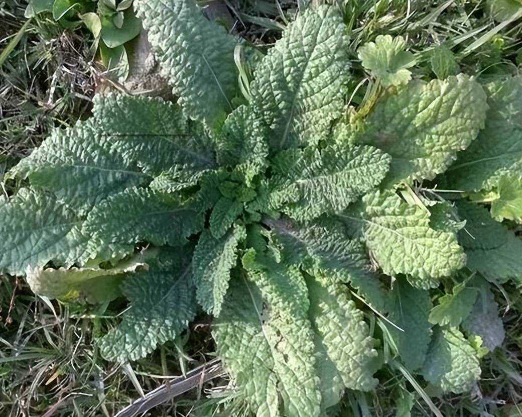 农村这种野草,名字叫做"蛤蟆草",名字虽丑,功效可不少!