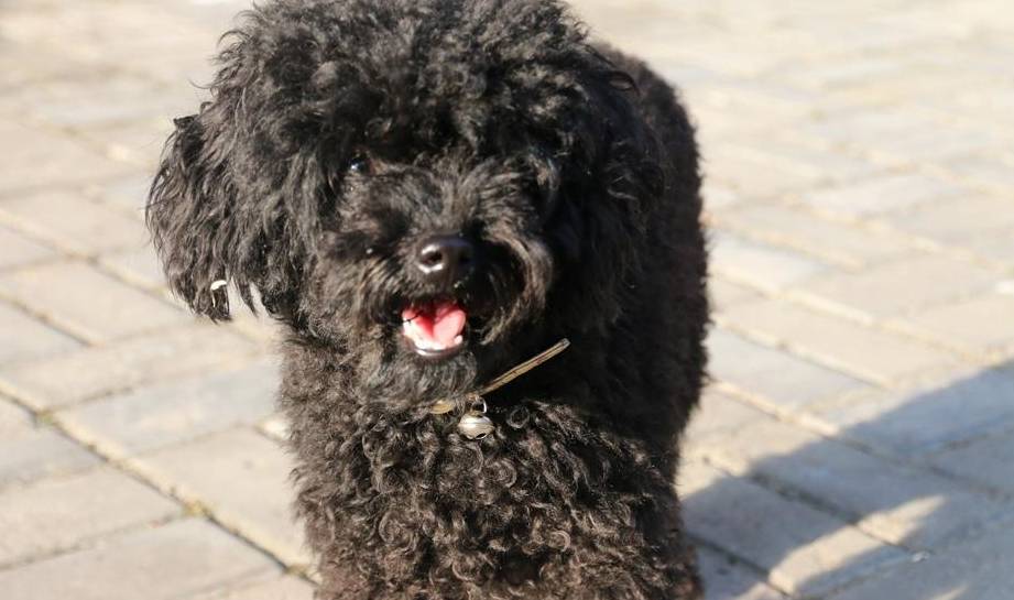 为什么很少人养"黑泰迪"?原来跟这几点有关_毛发_狗狗_黑色