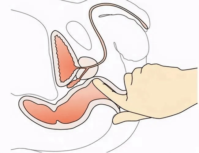 肛门是哪位置男女图片