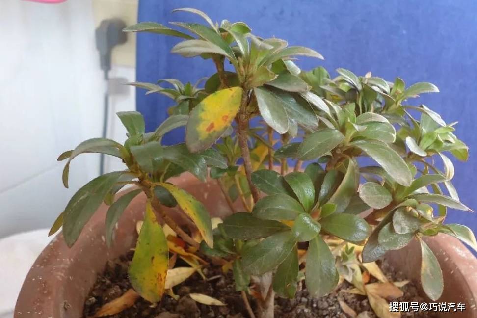 原创            盆栽花卉黄叶，按图索骥治疗（盆载花黄叶怎么办?）