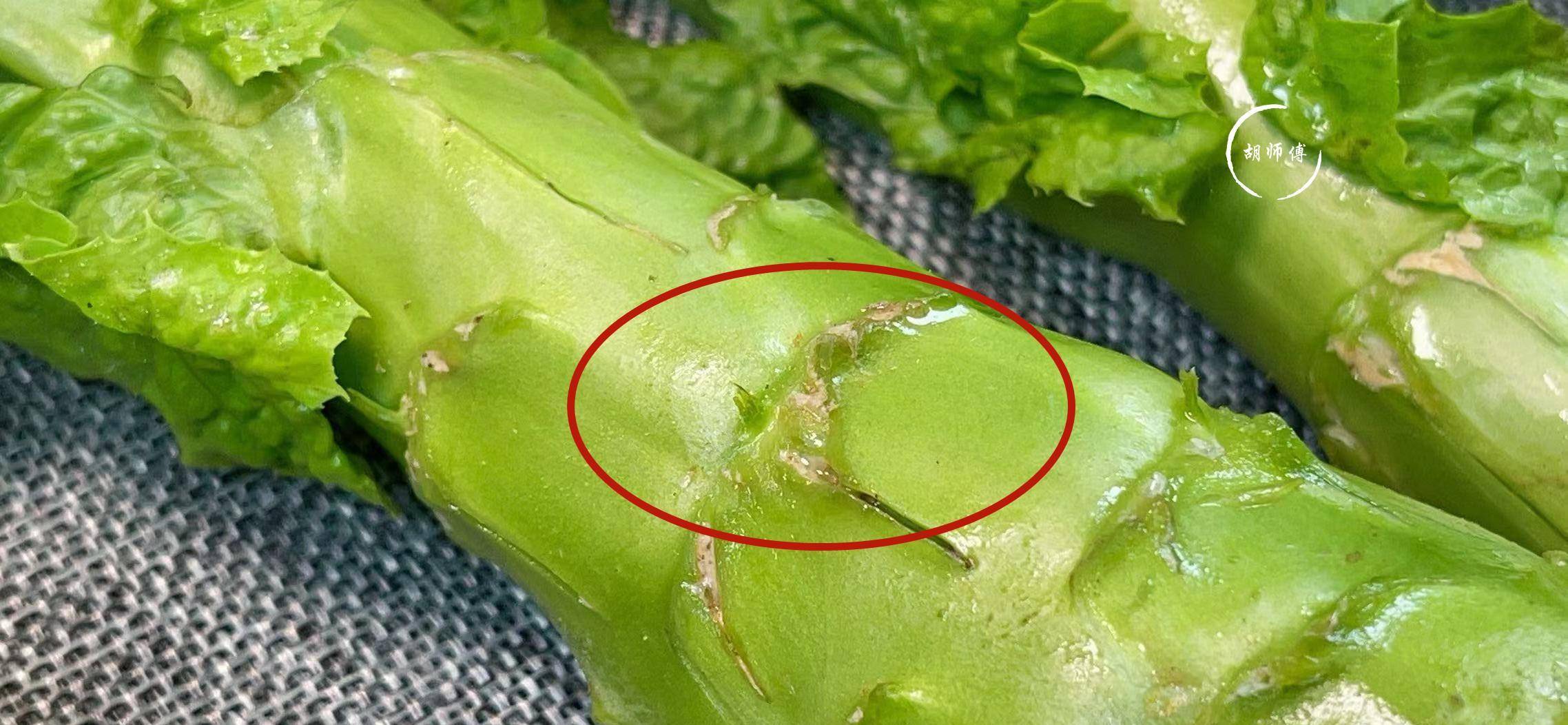 买莴笋,挑"根大"还是"根小"?