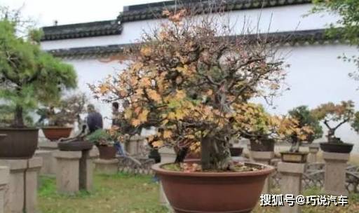 原创            盆栽花卉黄叶，按图索骥治疗（盆载花黄叶怎么办?）