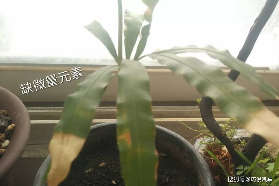 原创            盆栽花卉黄叶，按图索骥治疗（盆载花黄叶怎么办?）