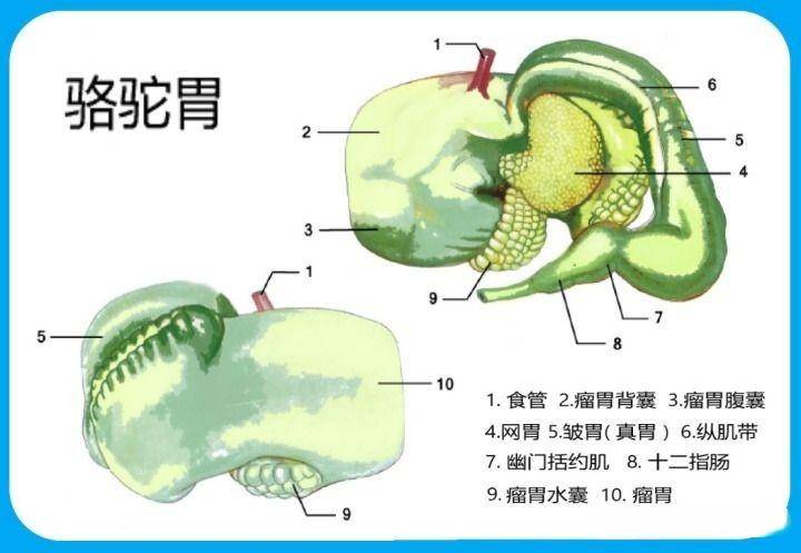 梭梭树（梭梭树根药用价值） 第9张