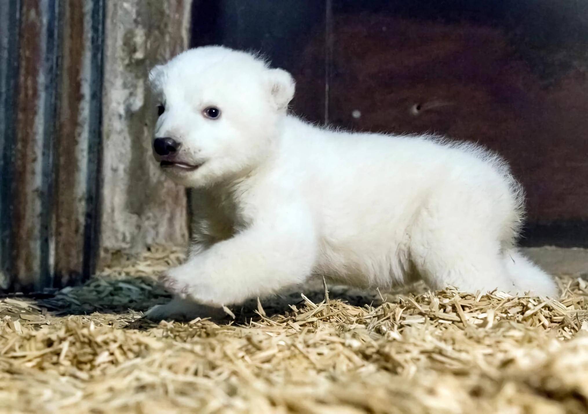 探秘:动物世界之幼崽,外貌和行为很可爱,你见过几种呢?