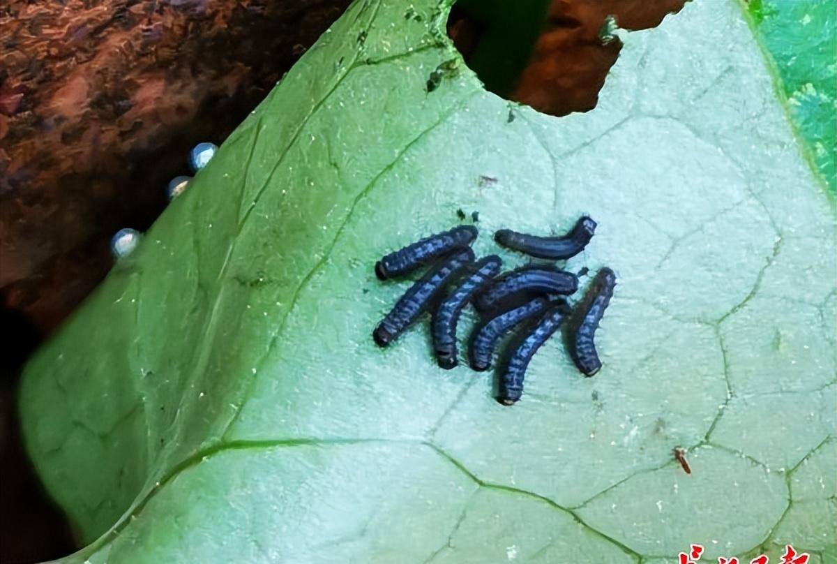 寻找"虫洞"发现52只"小虎"幼虫,中华虎凤蝶"安居"武汉_吕典_蝴蝶_叶片